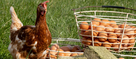 Silvermoor Ltd launch Alfa-Grit-Blocks, a new poultry product for small holders and hen owners